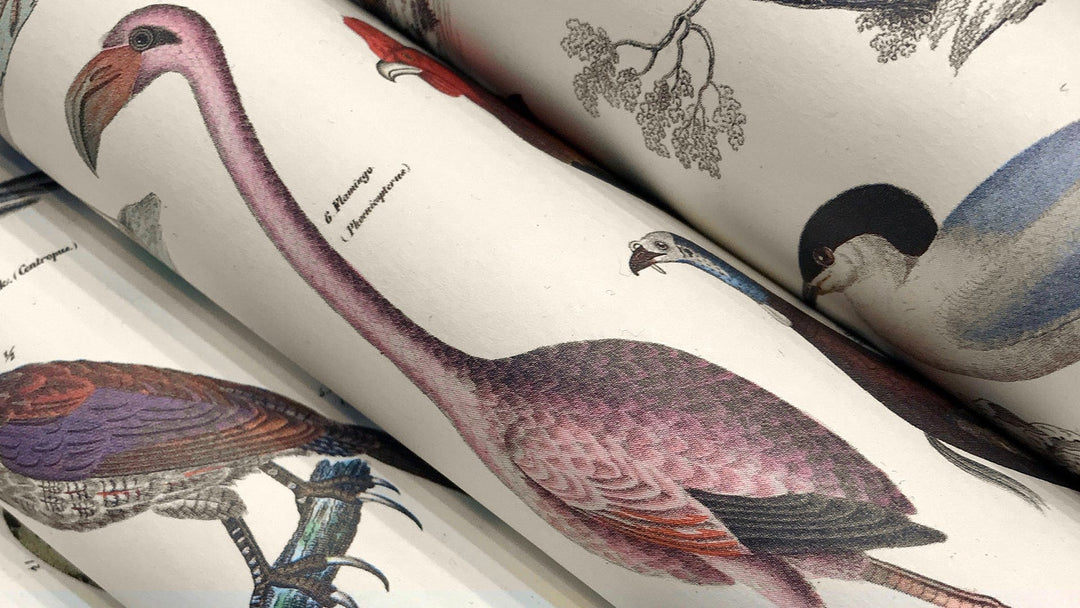 Gift & Creative Paper Book from The Pepin Press in Fauna