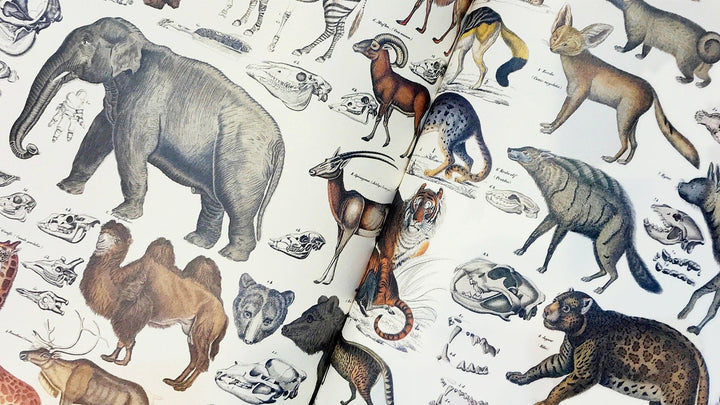 Gift & Creative Paper Book from The Pepin Press in Fauna