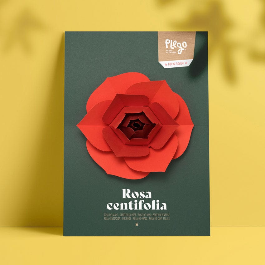 Default Plego 3D Pop-Up Paper Flower Kit - Rosa Centifolia